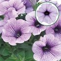 Afbeelding van Petunia P12 Surf Compact purple vein